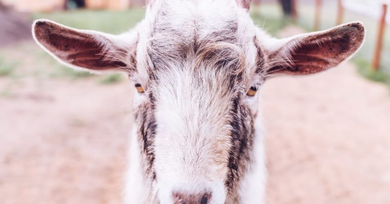 Goat Totem