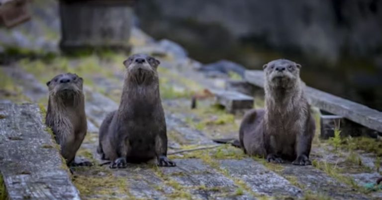The Otter Totem