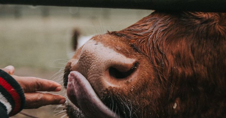 Cow animal