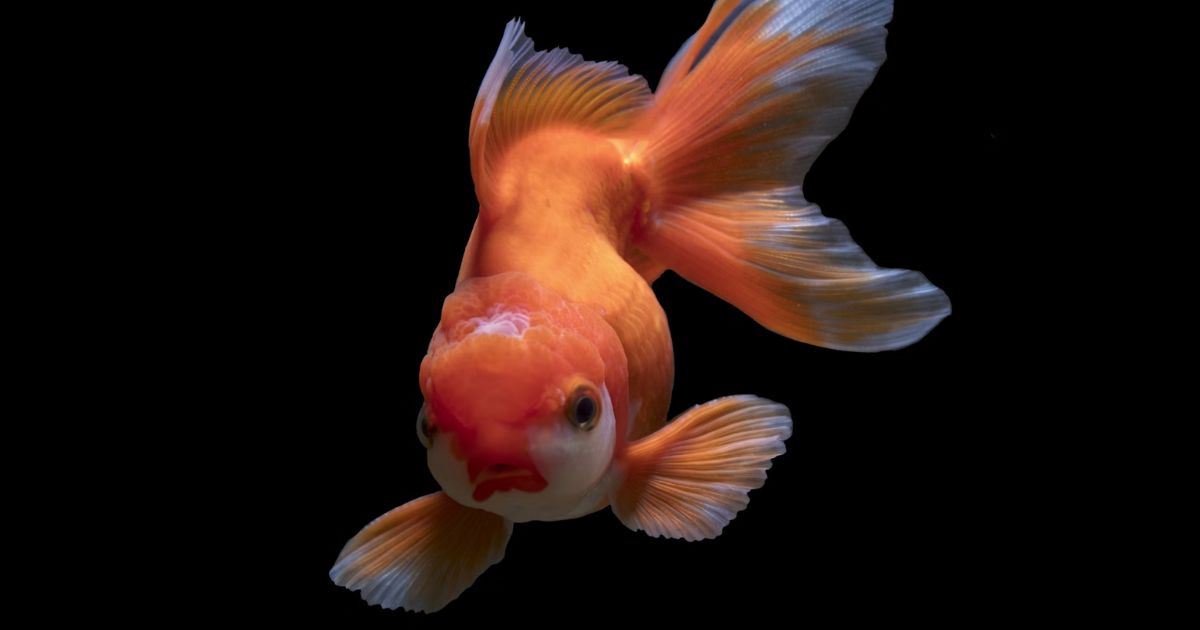 The fish