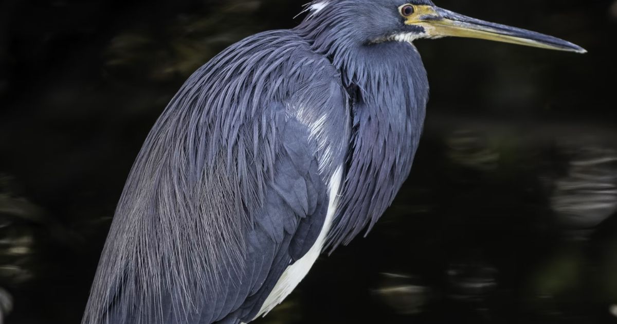Heron Totem