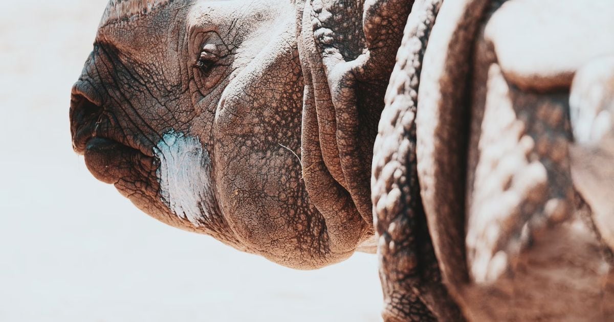 The Rhinoceros Animal Totem 1 Rhinoceros Animal