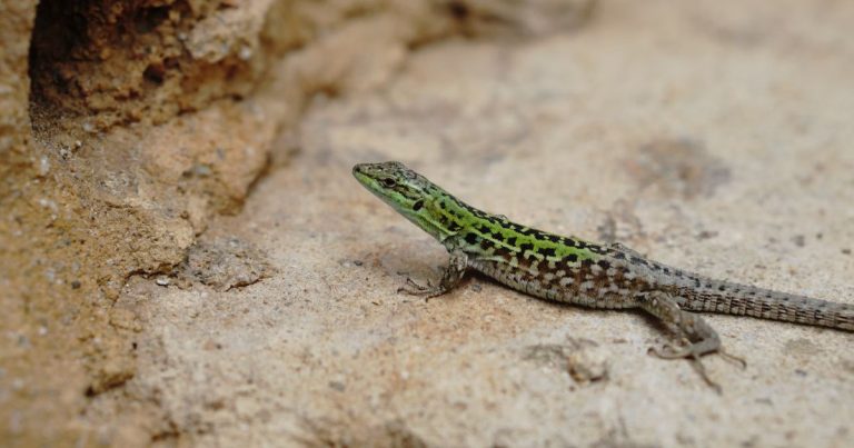 Lizard Totem