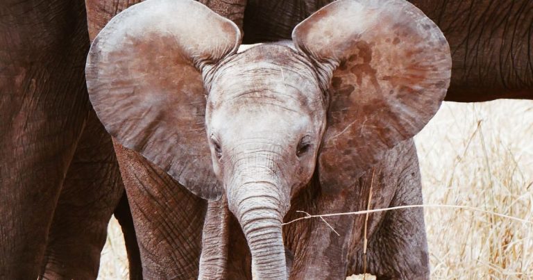 Elephant totem