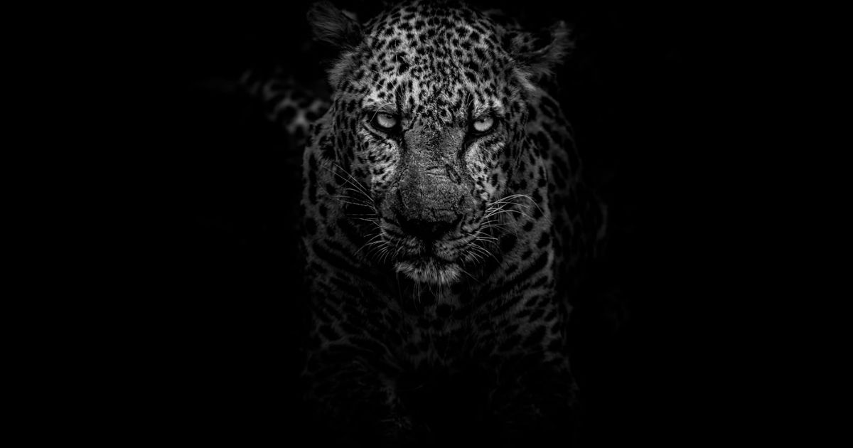 Leopard animal