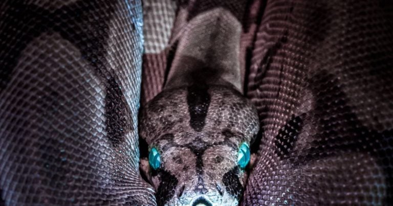 The snake totem
