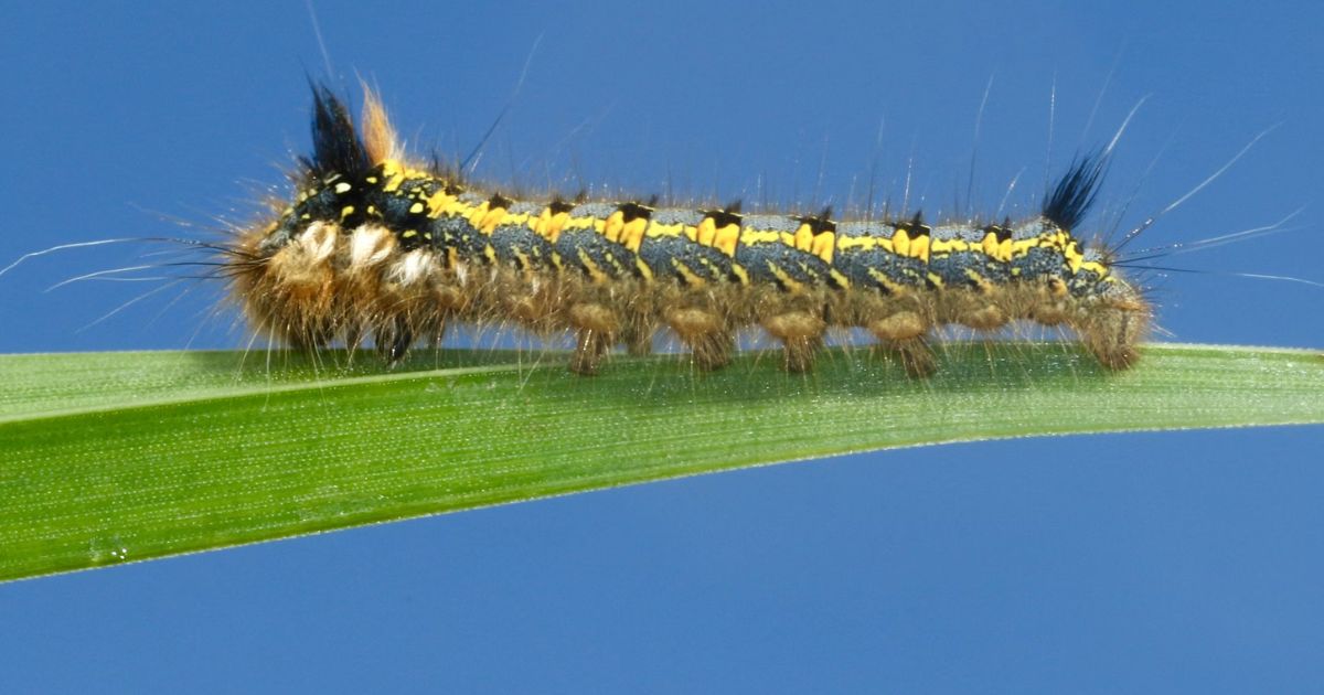 The Centipede Animal Totem