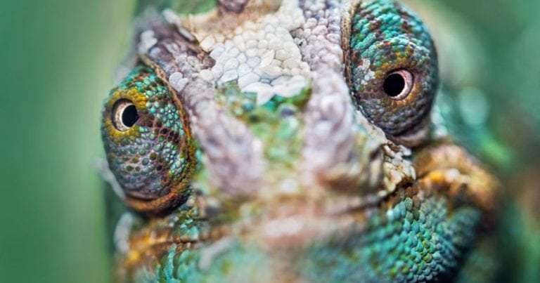 The Chameleon Totem