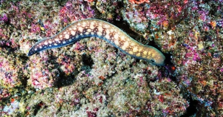Eel totem