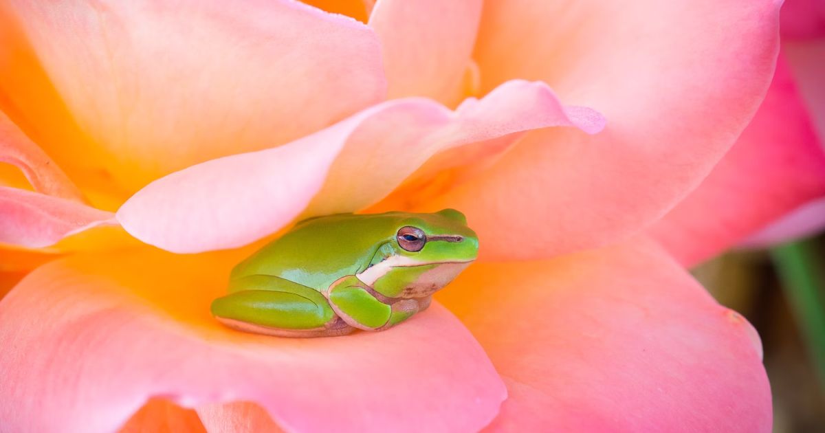 The Frog totem