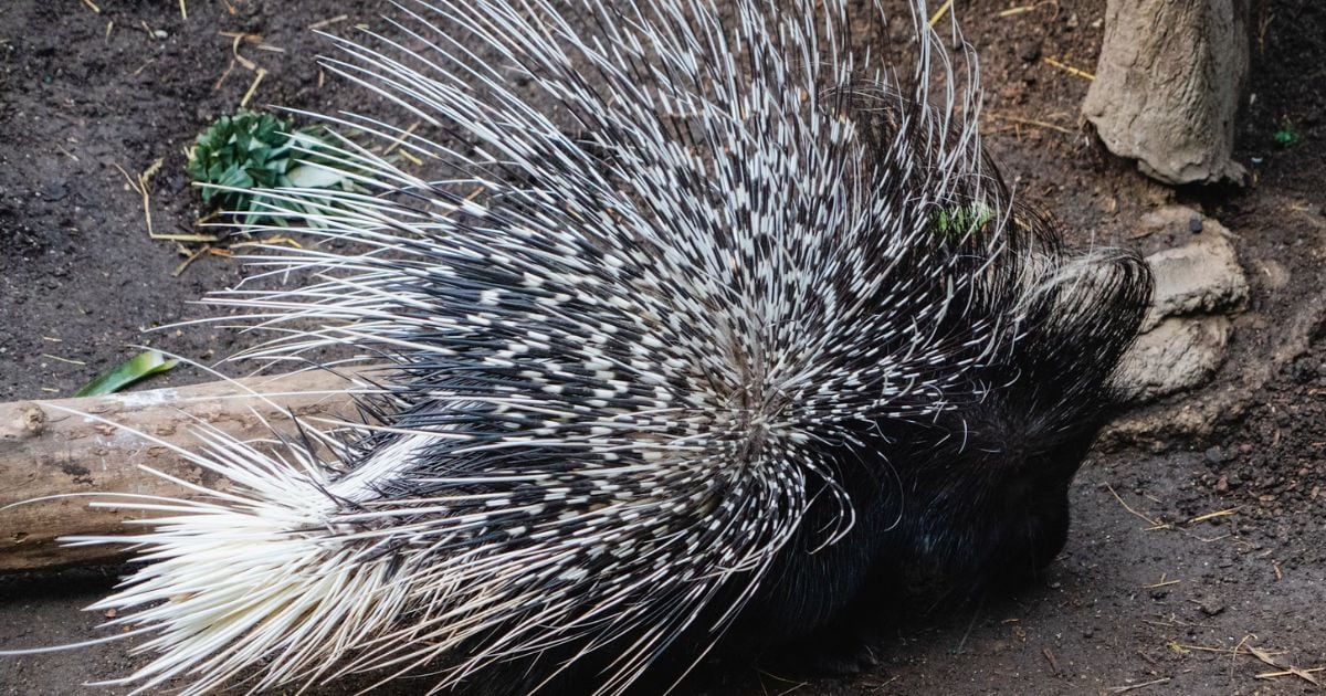 The Porcupine