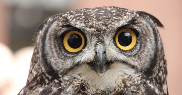 The Owl Totem