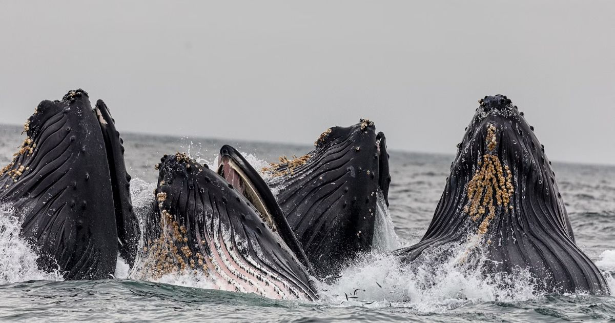 Untitled design 95 -